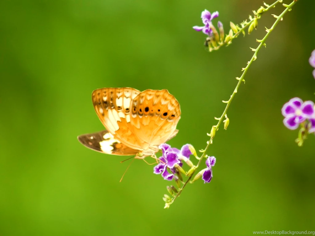 Fabulous Butterfly HD Wallpapers Desktop