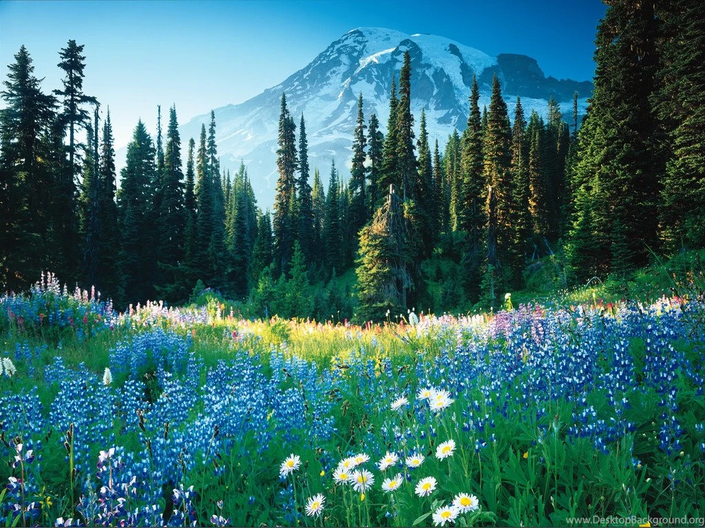 Fabulous Wallpapers