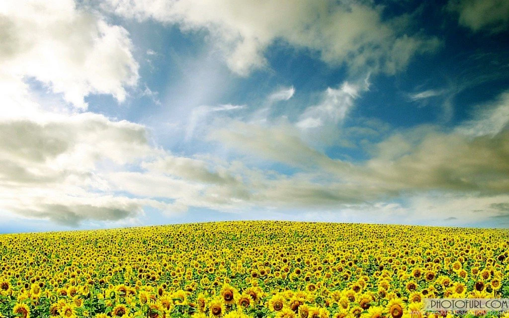 Fabulous Sunflower Wallpapers For Desktop