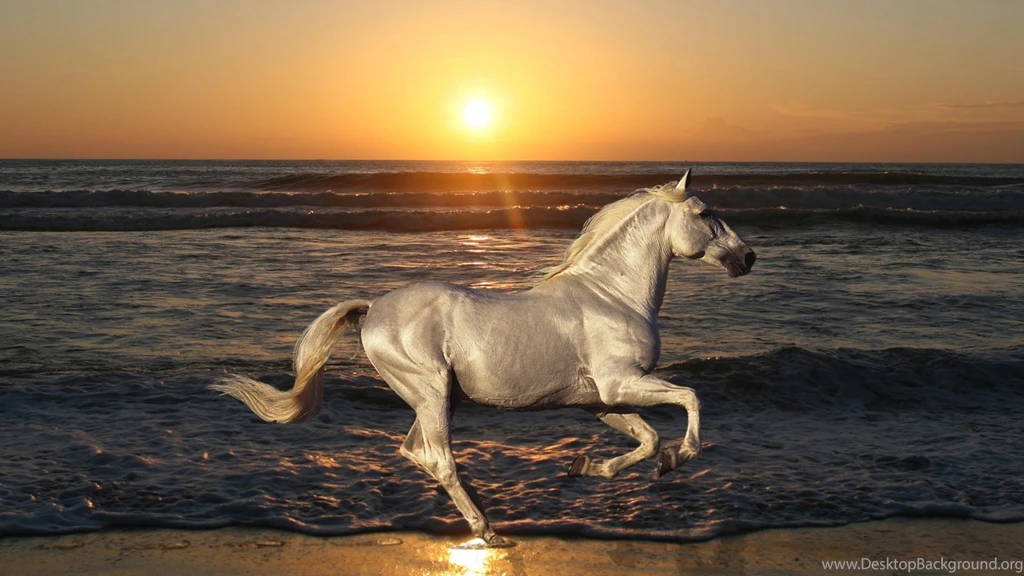 Horse High Resolution Wallpapers High Definition : Animal Wallpapers ...