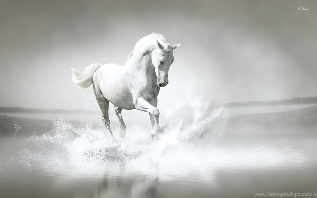 White Horse Image Animal