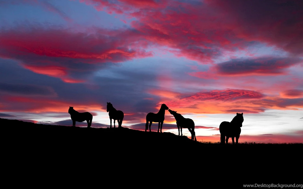Horse High Resolution Wallpapers / Hd Wallpapers / Stillgalaxy