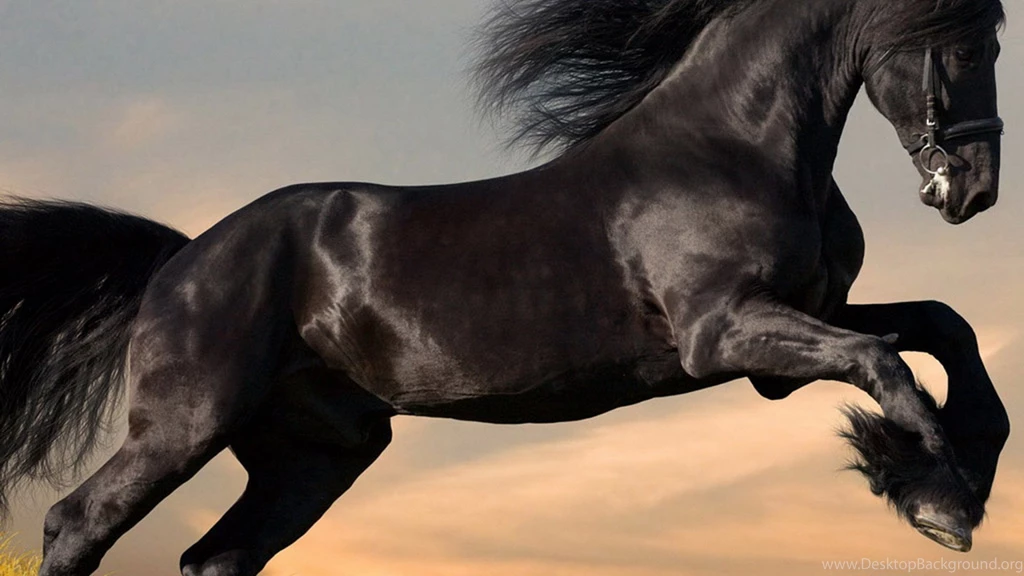 Black Horse Wallpapers HD