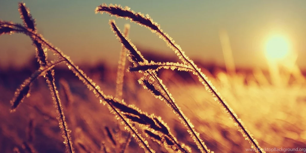 Macro Nature Sunset Twitter Cover & Twitter Backgrounds