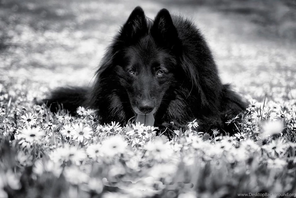 Best Friends, Animal Background Images, Hd Dog Images, Download ...