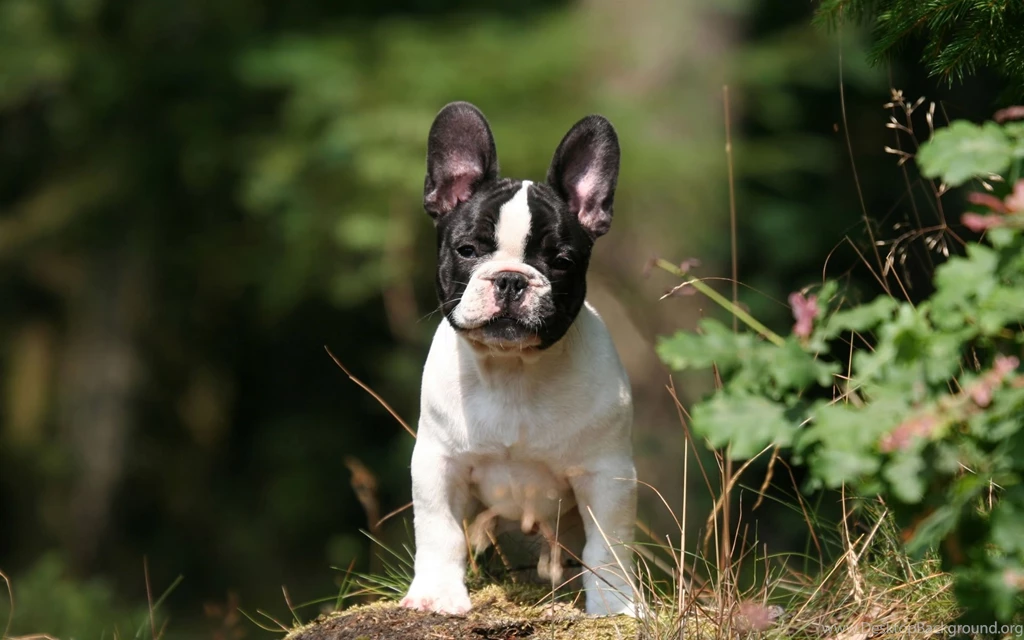 French Bulldog   My Doggy Rocks