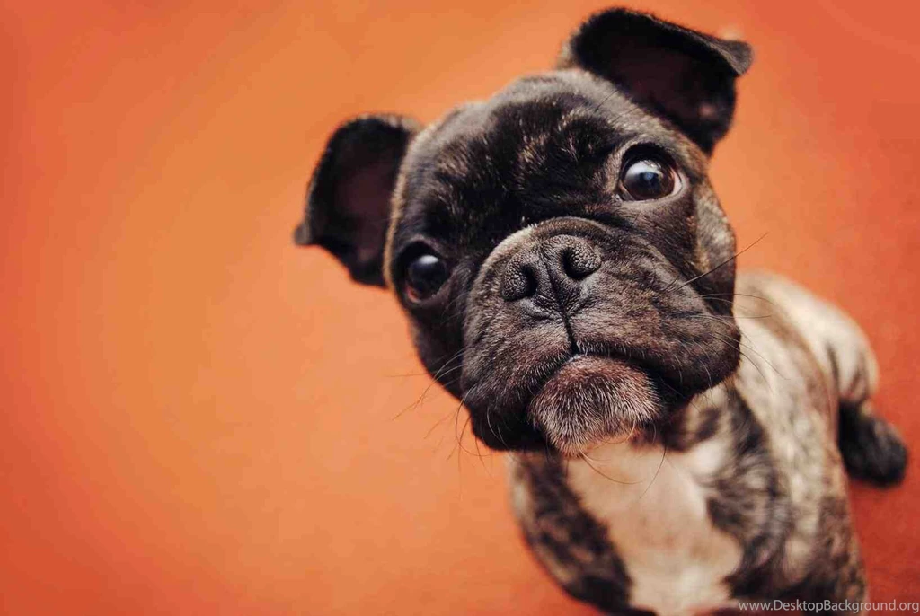 French Bulldog Puppies Wallpapers › Ngising.club