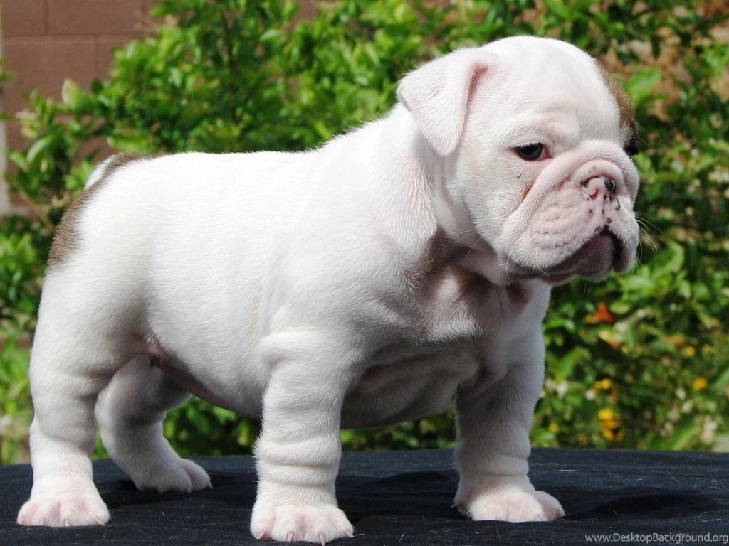 English Bulldog Puppies Wallpapers 1920x1200   M5x.eu