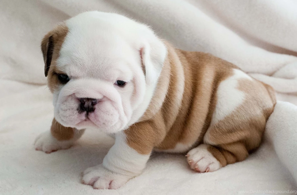 New Born Bulldog Puppy Wallpapers