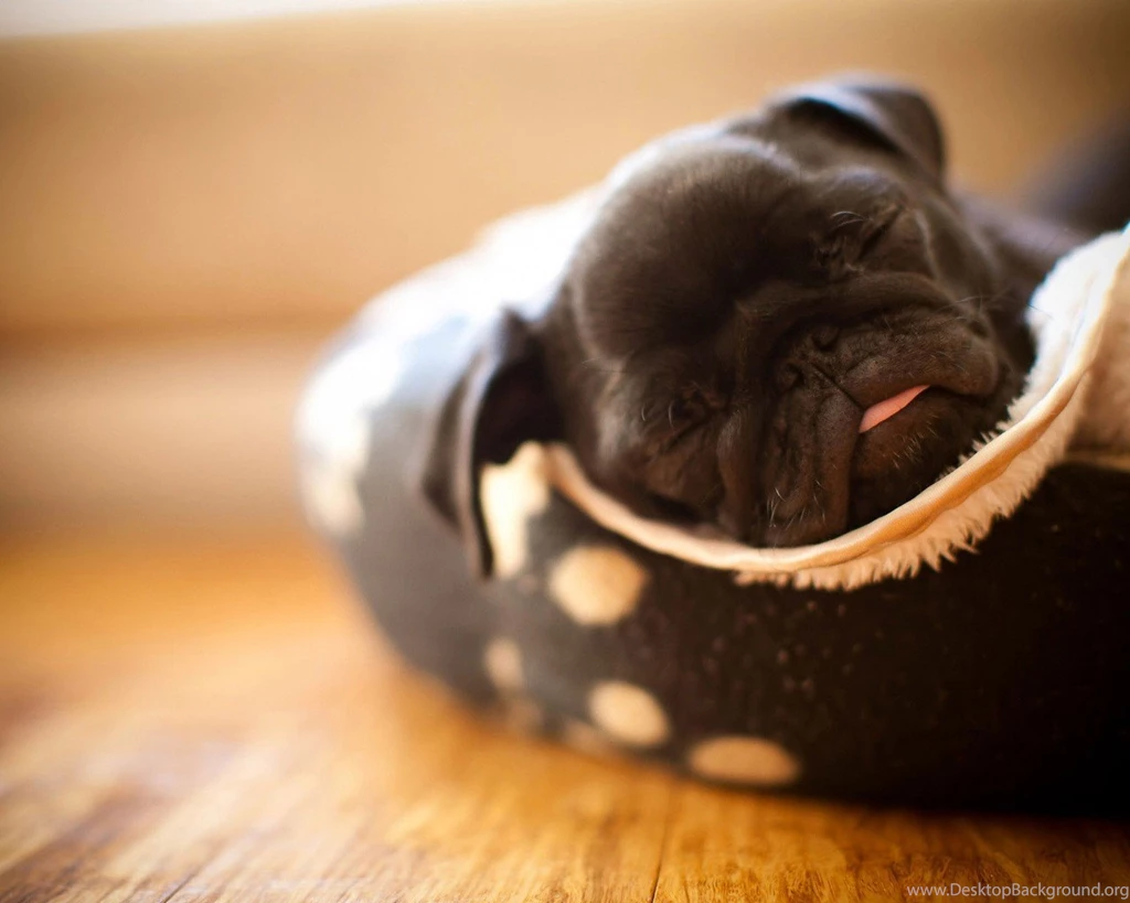 Pug Puppy Wallpapers