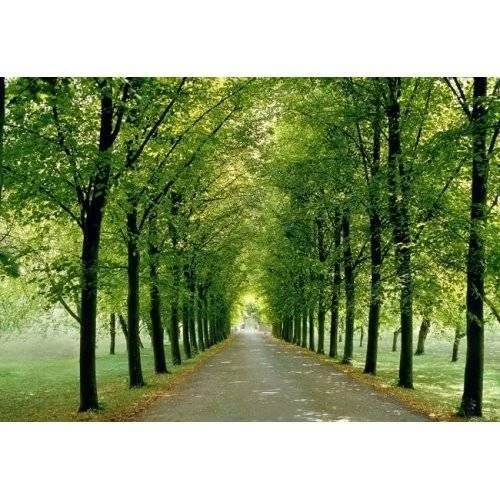 Mural Wallpapers For Home 2015   Grasscloth Wallpapers