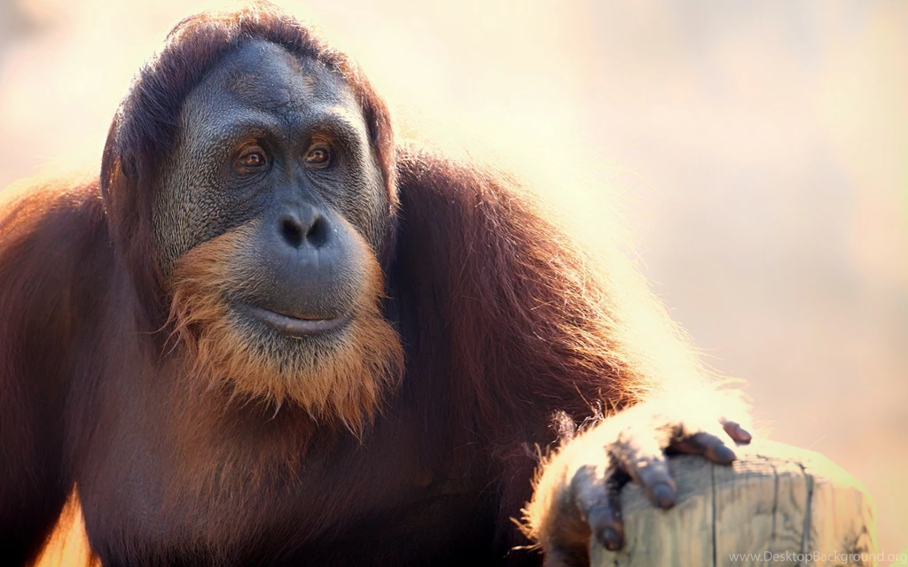 Monkeys Wallpapers