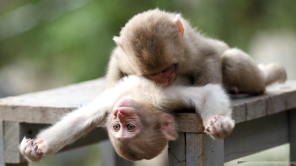 Baby Capuchin Monkeys Wallpaper.