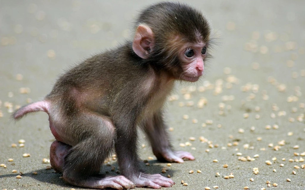 Monkeys Wallpapers Wallpapers Zone