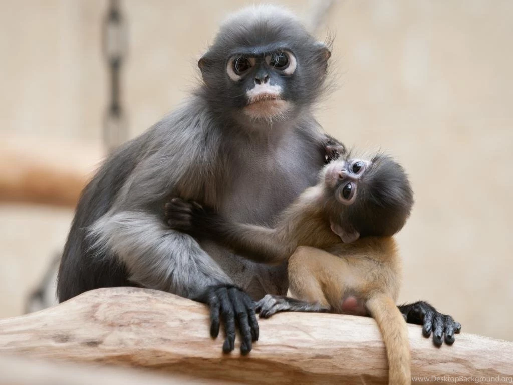 Animals Babies Monkeys Wallpapers