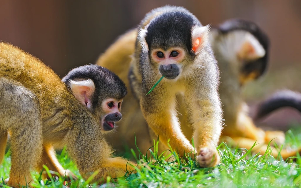 Monkeys Cute Wallpapers