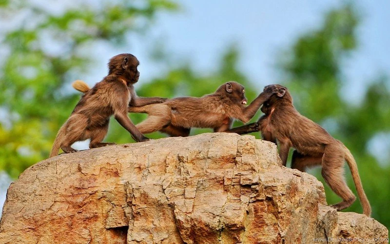 3 Crazy Monkeys Free Desktop Backgrounds And Wallpapers