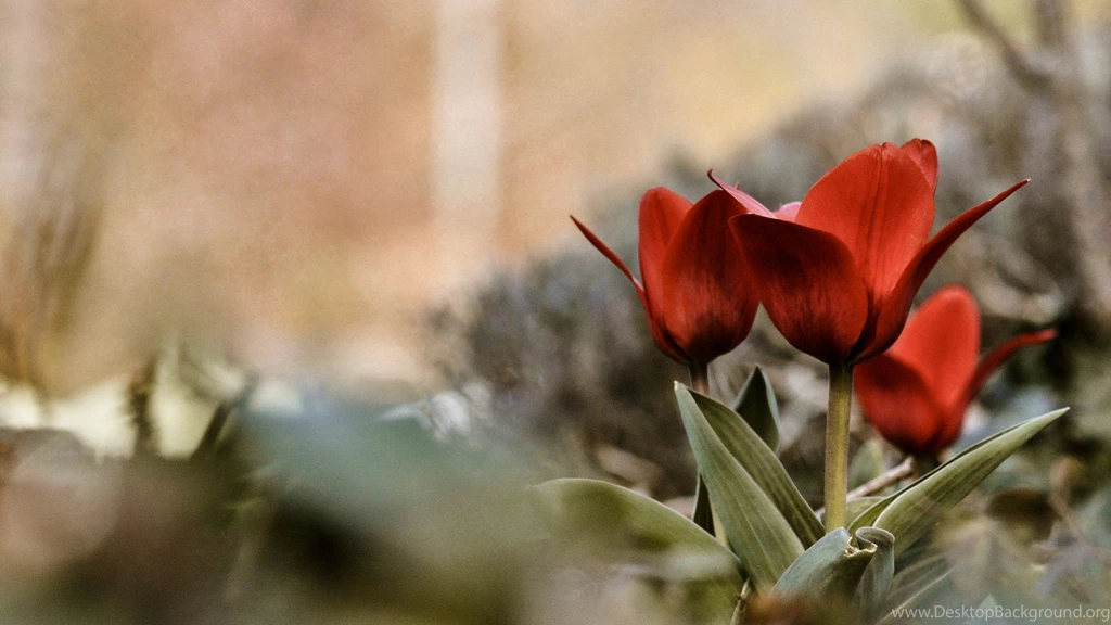 Beautiful Hd Wallpapers 2