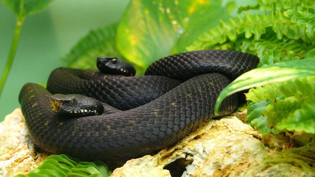 Snake Hd Wallpapers Hd