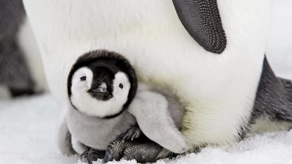 Download Wallpapers 3840x2160 Penguin, Baby, Lie Down, Taking Care ...