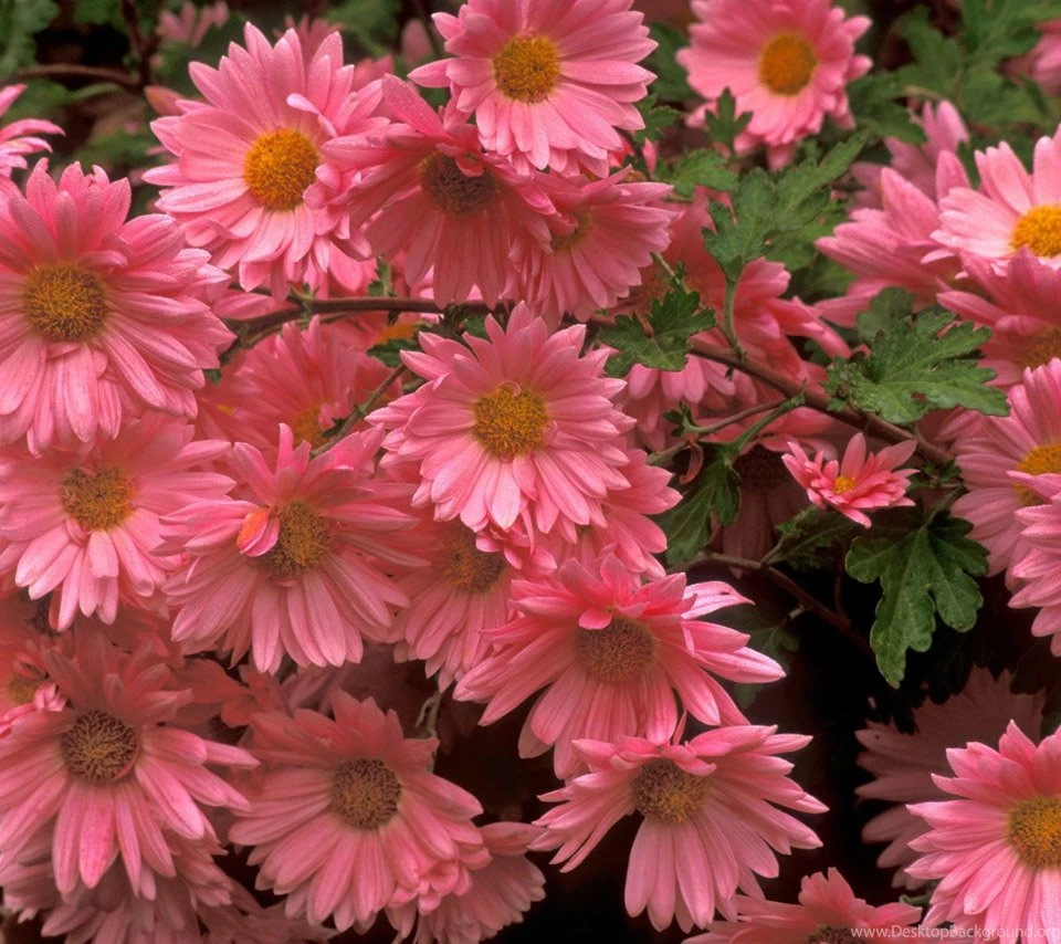 Beautiful Flowers Wallpapers For Desktop Hd Wallpapers High ...