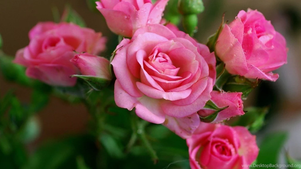 Red Flowers   Yellow Flower Images Pictures Backgrounds Wallpapers ...