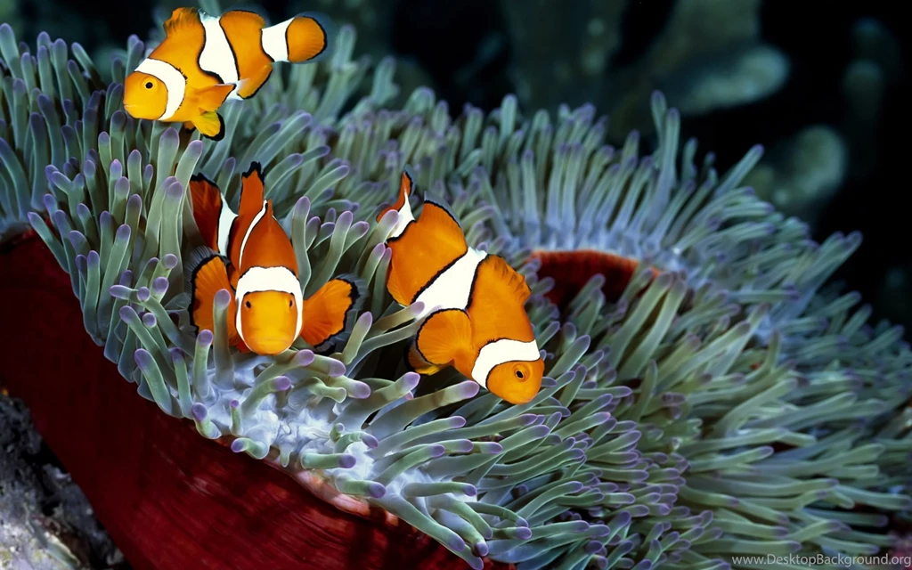 30 HD Tropical Beach Backgrounds