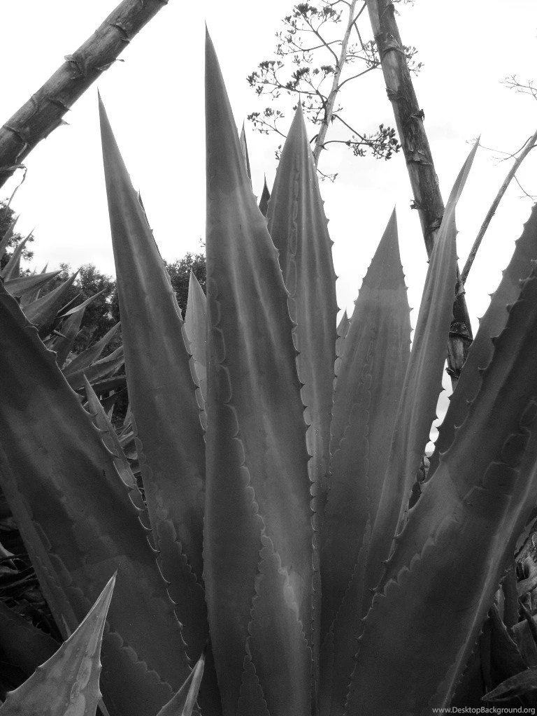 Agave Americana 2 Wallpapers By Suzieluvsu ~ Wallpapers Fondos De ...