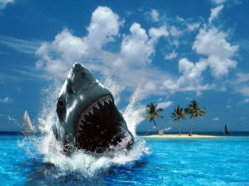 Sharks,Windows XP Windows Xp Sharks 1300x975 Wallpapers – Windows ...