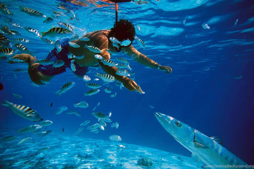SNORKELING AND FEEDING BARRACUDA FISH IN TAHITI WALLPAPER ...