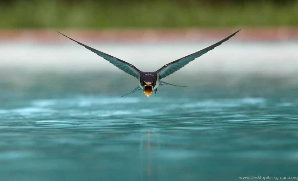 Swallow Drinking While Flying Wallpapers