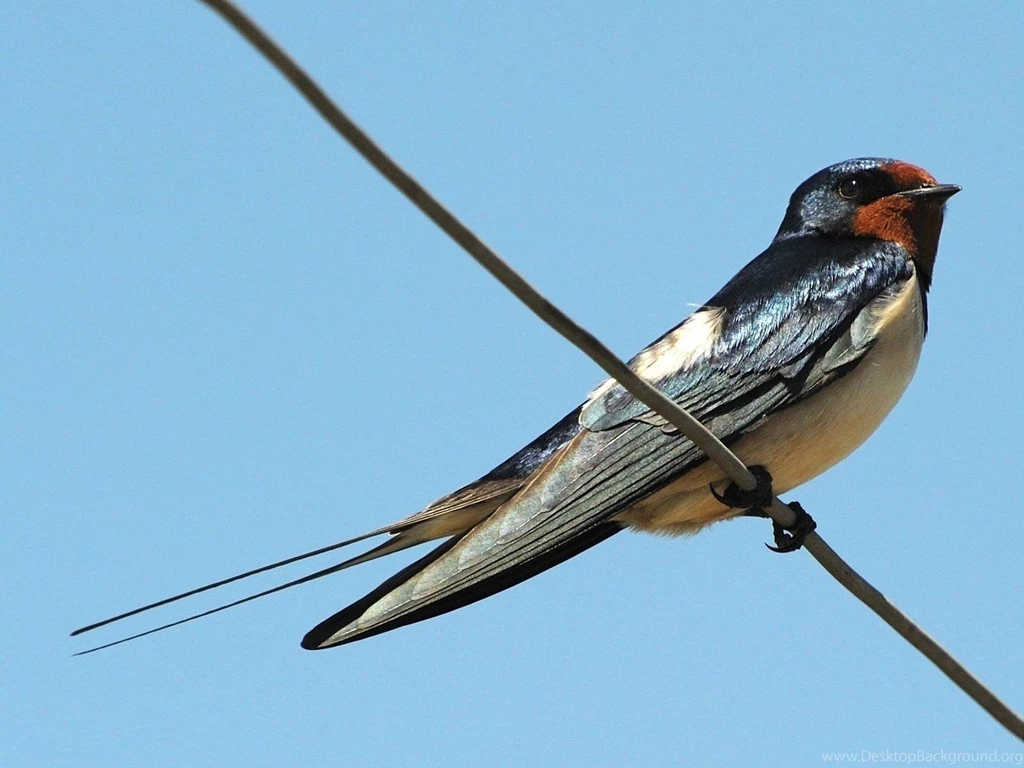 Swallow Wallpapers Animals Town
