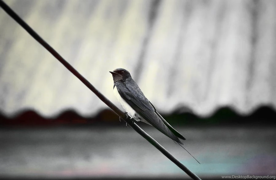 Swallow Wallpapers By OllieSky On DeviantArt