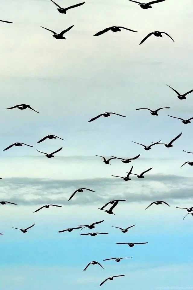 Swallow iPhone 4s Wallpapers Download