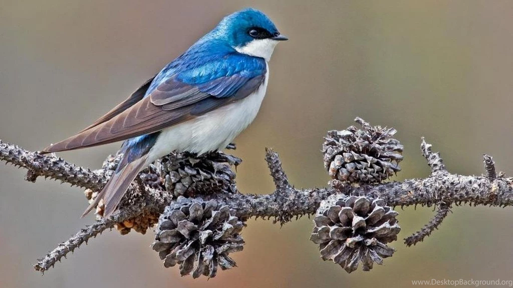 MALE TREE SWALLOW WALLPAPER (
