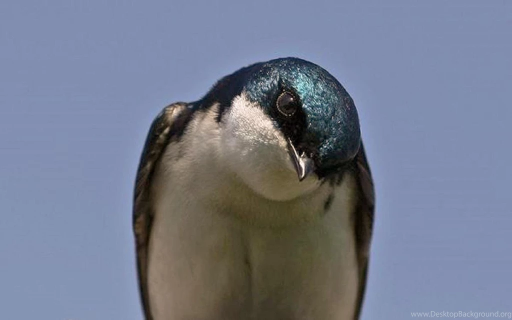Tree Swallow (