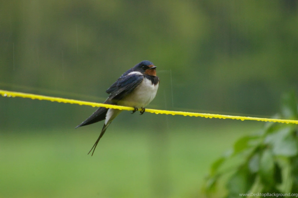 BARN SWALLOW IN THE POURING RAIN WALLPAPER (