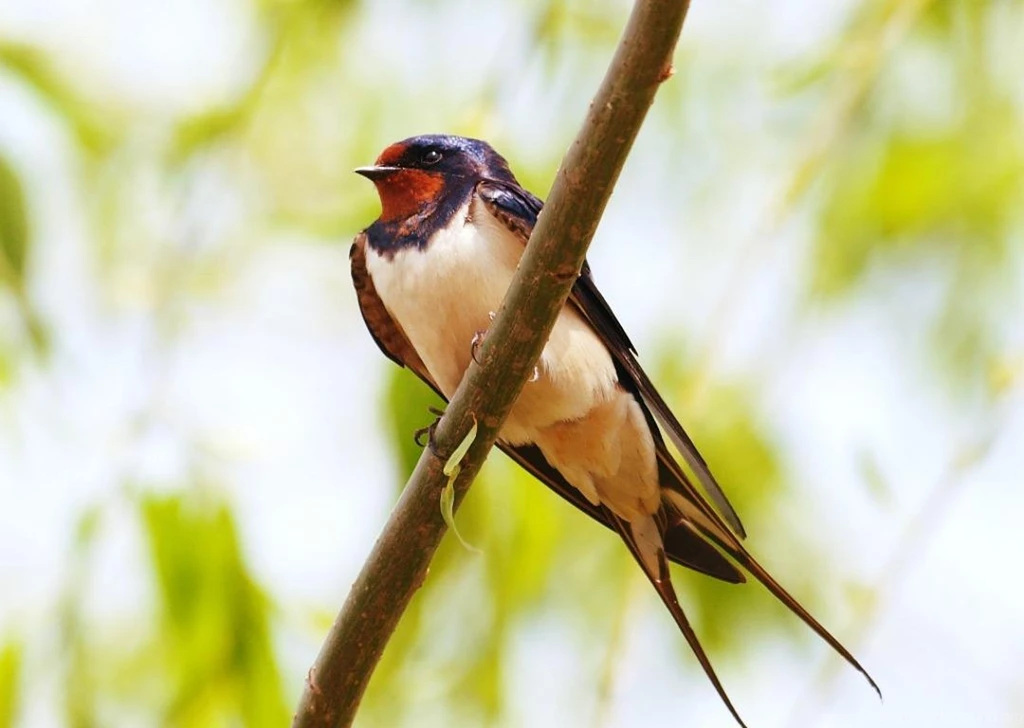 SWALLOW HIRUNDO RUSTICA WALLPAPER (