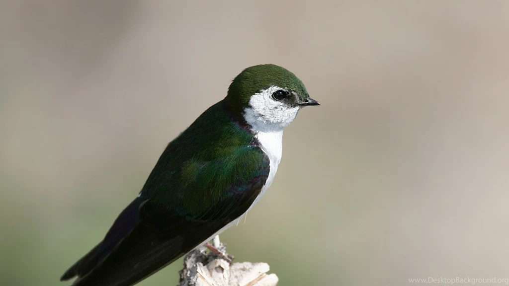 Download Wallpapers 1920x1080 North American Swallow, Tachycineta ...