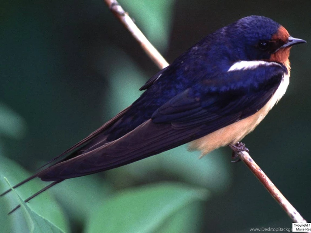 Free Swallow Wallpapers Download Animals Town
