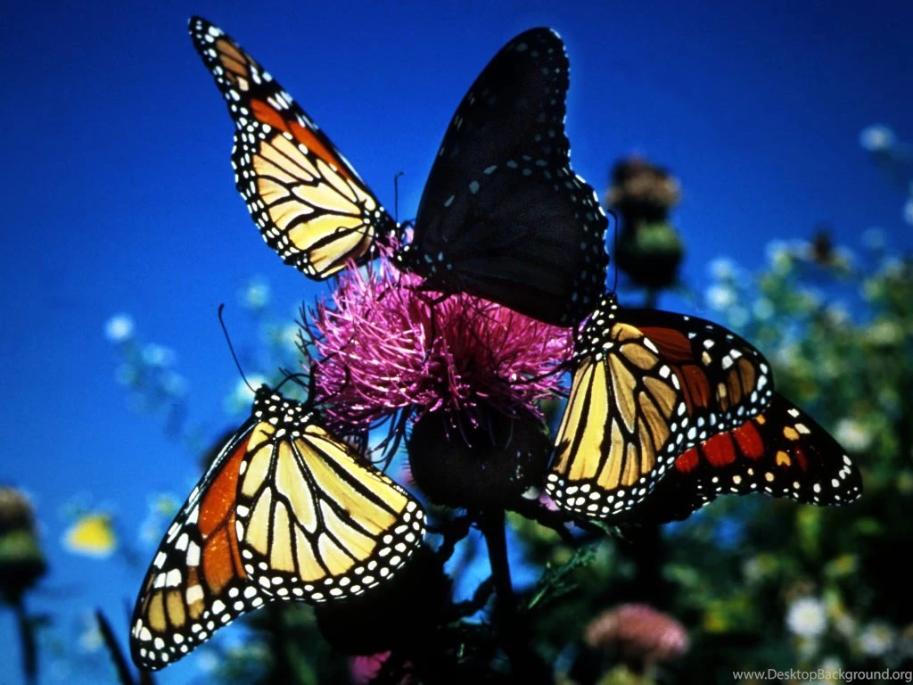 Colorful Butterfly Wallpapers 6 Free Hd Wallpapers Hivewallpaper.com