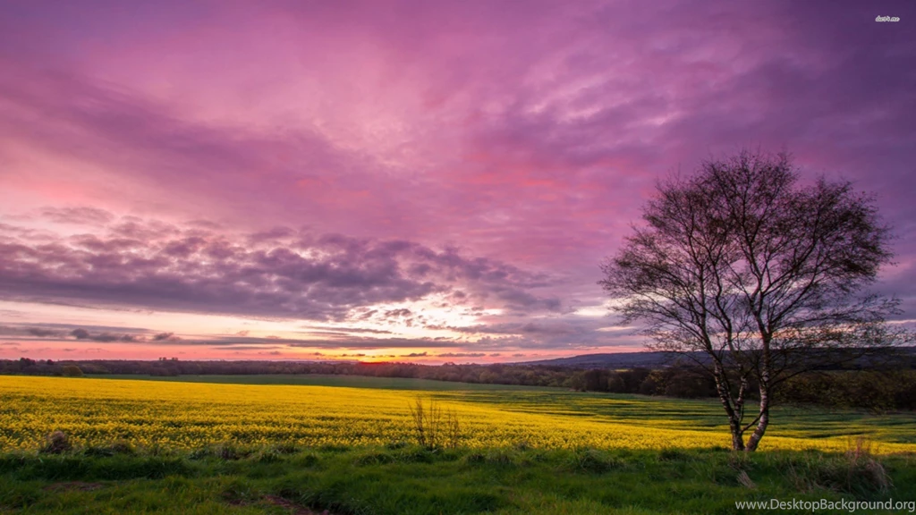 Purple Nature Wallpapers 58B
