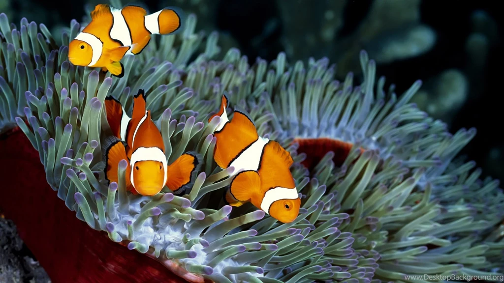 Wallpapers With A Orange Tropical Fish Hd Orange Fish Wallpapers ...