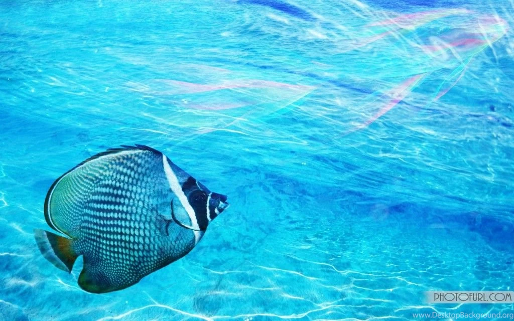Tropical Fish Backgrounds   Wallpapers Cave