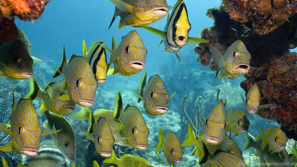Tropical Fish Wallpapers 1920x1080 Wallpapers,Sea Life 1920x1080 ...