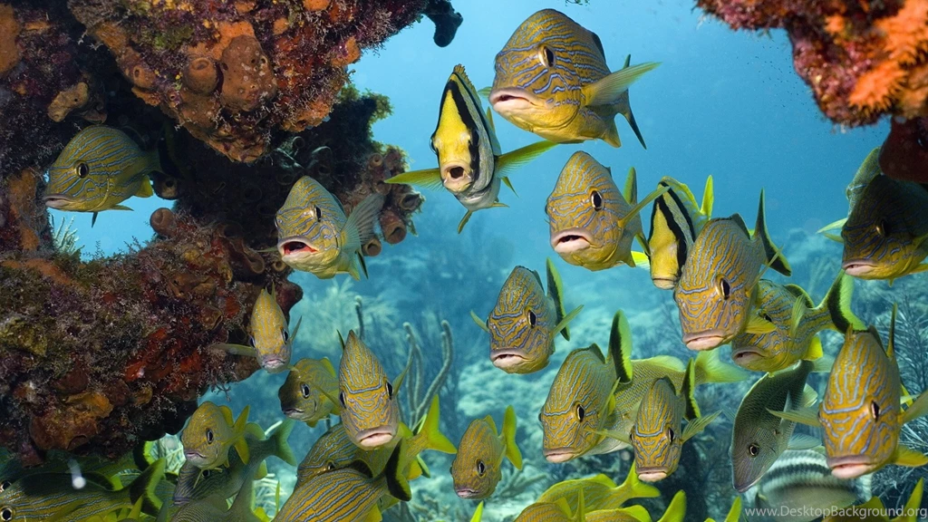 Beautiful Fish HD Wallpapers Free Download