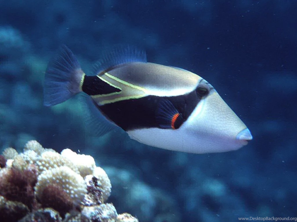 Download Tropical Fish Backgrounds Tropical Fish Wallpapers For