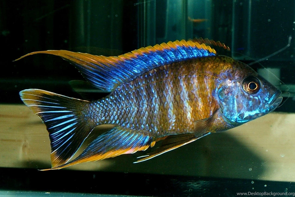 Fishes Cichlid Tropical Fish Wallpapers Pictures Free ~ Fishes For ...