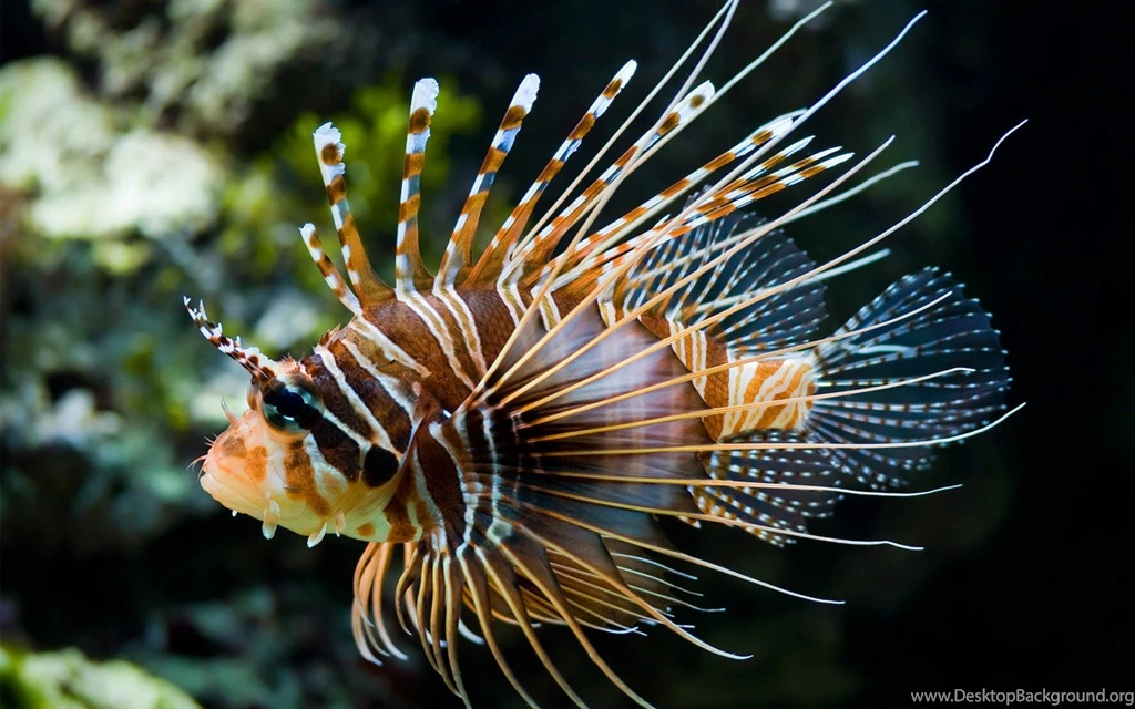 Download The Spikey Tropical Fish Wallpaper, Spikey Tropical Fish ...