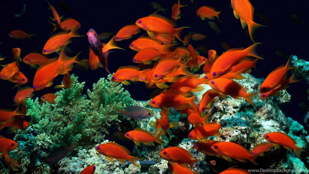 Tropical Fish Wallpapers   Wallpapers Cave
